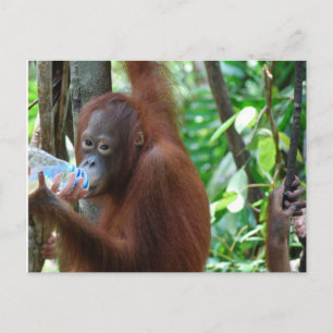 Orangutan Drinks Water in Forest Postcard