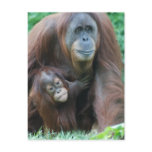 Orangutan Family  Postcard