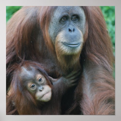 Orangutan Family Poster