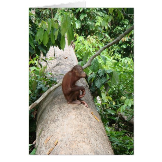 Orangutan Forgets Cards (Front)