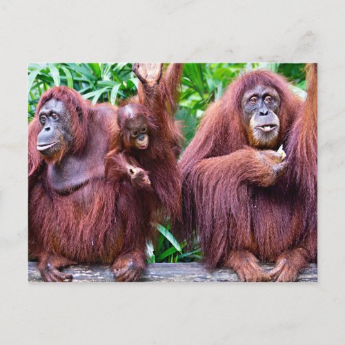 Orangutan from Singapore Zoo Postcard