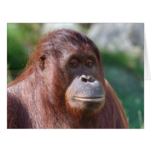 Orangutan Girl Cards