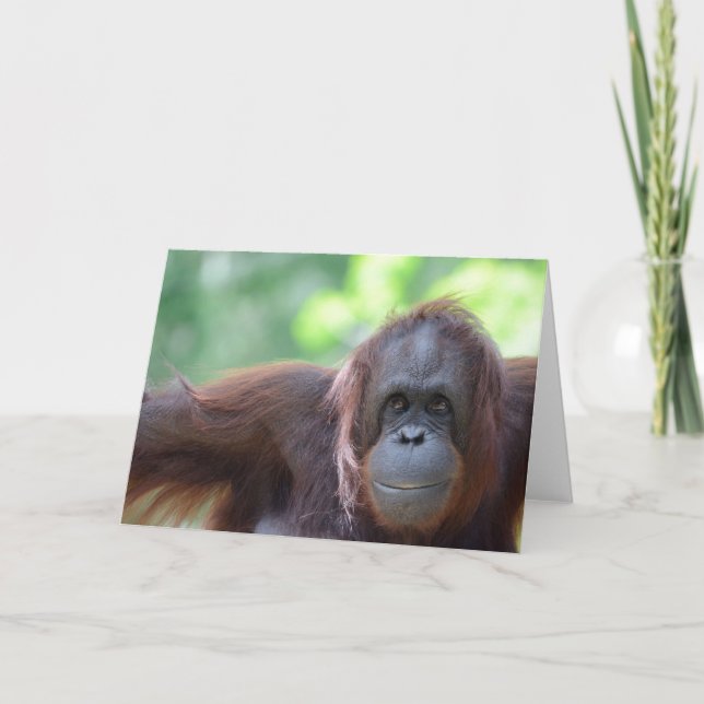 Orangutan Greeting Card (Front)