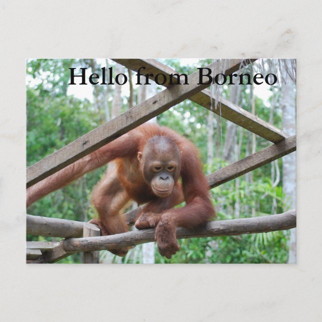 Orangutan Handyman Borneo Postcard (Front)