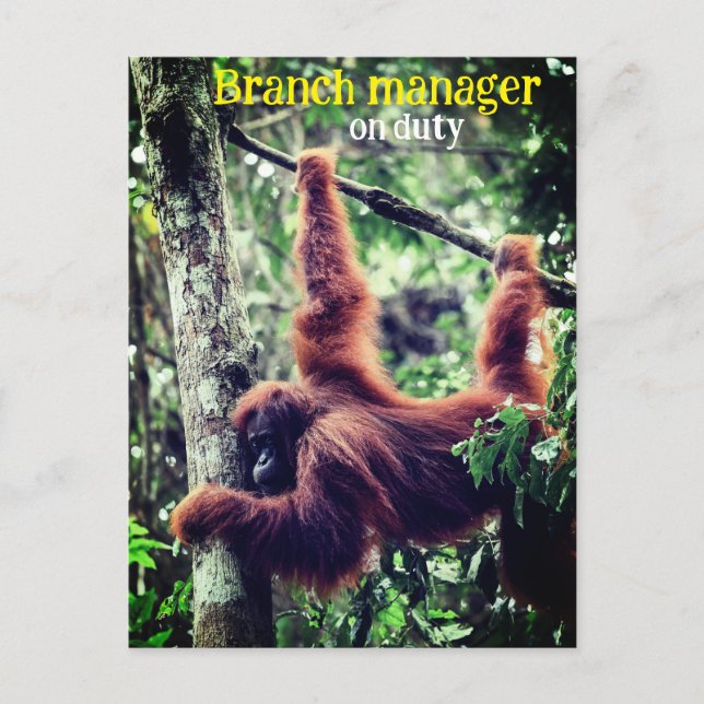 Orangutan hanging in tree postcard (Front)