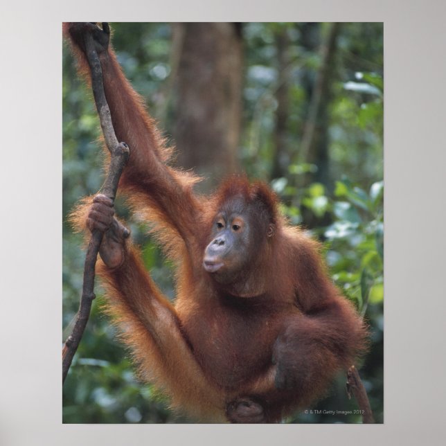 Orangutan Hanging on Liana Poster (Front)