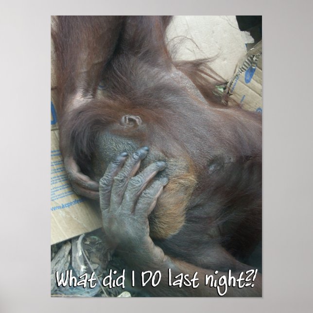 Orangutan Hangover Poster (Front)
