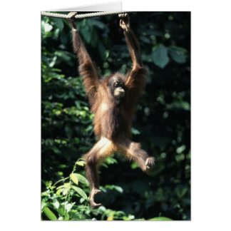 Orangutan in Borneo