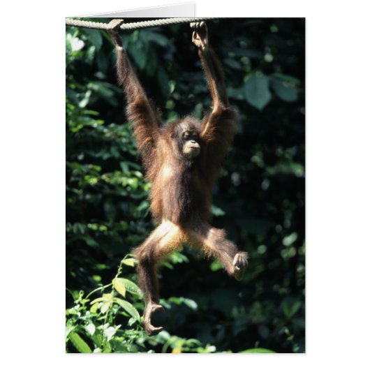 Orangutan in Borneo Cards (Front)