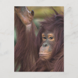 Orangutan Kayan Postcard