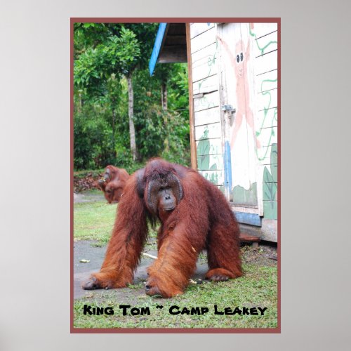 Orangutan King at Camp Leakey Indonesia Poster
