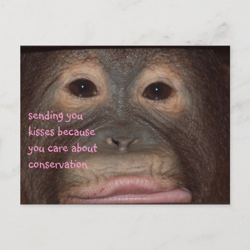 Orangutan Kisses for Conservation Postcard