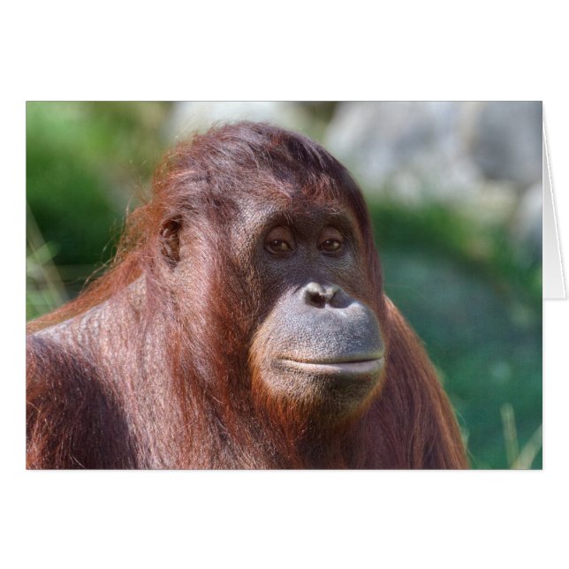 Orangutan Lady Cards (Front Horizontal)