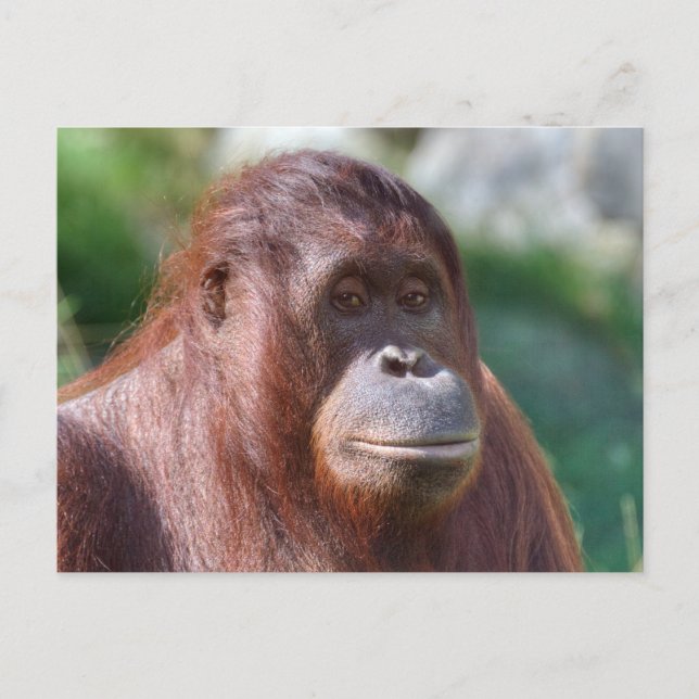 Orangutan Lady Postcard (Front)