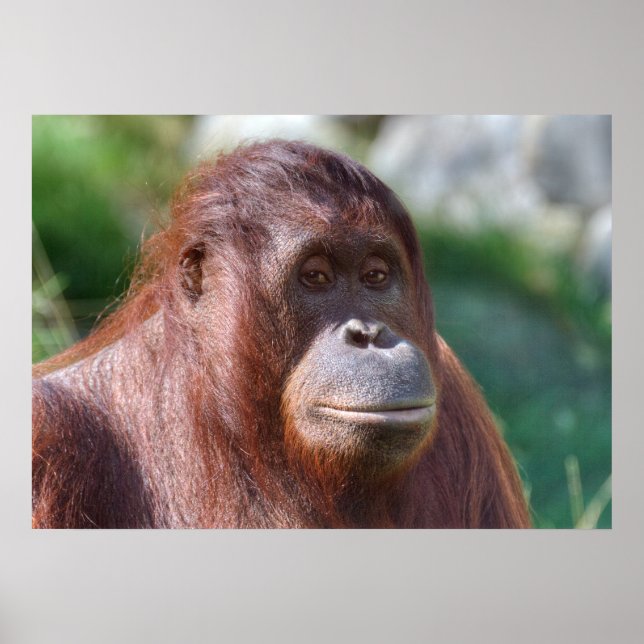 Orangutan Lady Poster (Front)