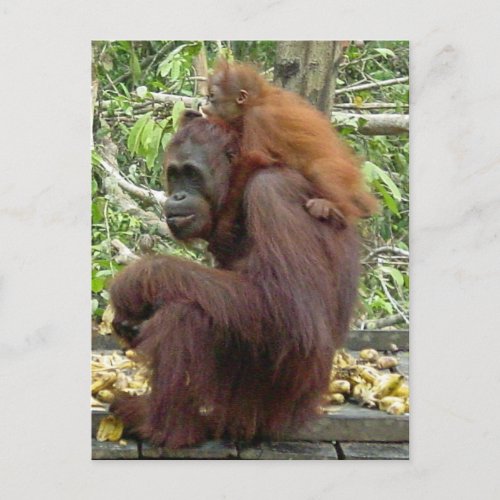 Orangutan Mom  Baby Postcard