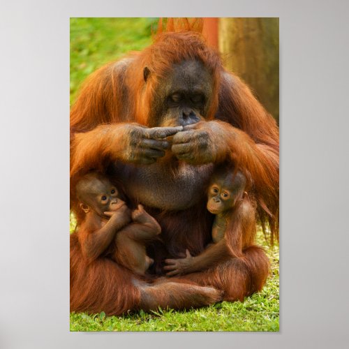 Orangutan Mother and Babies Poster