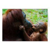 Orangutan mother and baby (Front Horizontal)