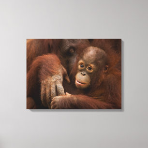 Orangutan Mother and Baby at the Zoo Canvas Print