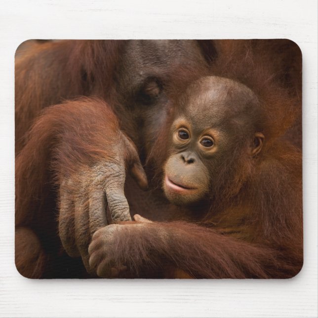 Orangutan Mother and Baby at the Zoo Mouse Pad (Front)