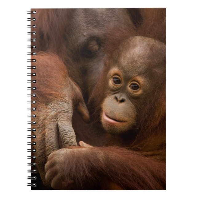 Orangutan Mother and Baby at the Zoo Notebook (Front)