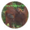 Orangutan Mother and Baby