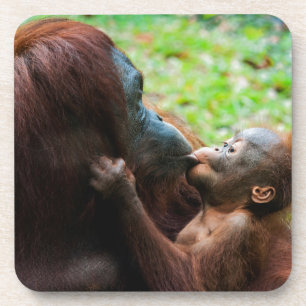 Orangutan mother and baby drink coaster