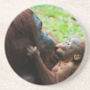 Orangutan mother and baby drink coaster