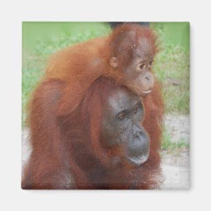 Orangutan Mother and Baby on Island of Borneo Magnet