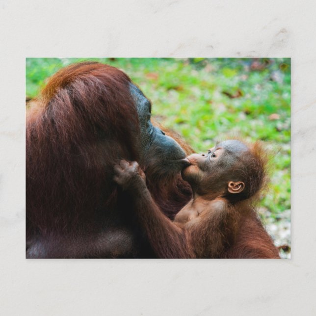 Orangutan mother and baby postcard (Front)