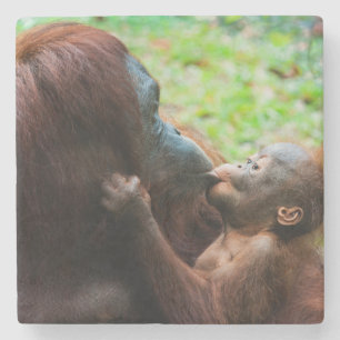 Orangutan mother and baby stone coaster