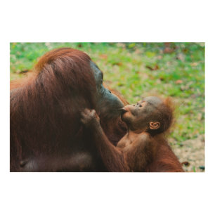 Orangutan mother and baby wood wall art