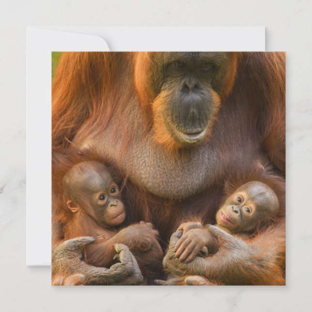 Orangutan Mother Holding Two Babies (Front)