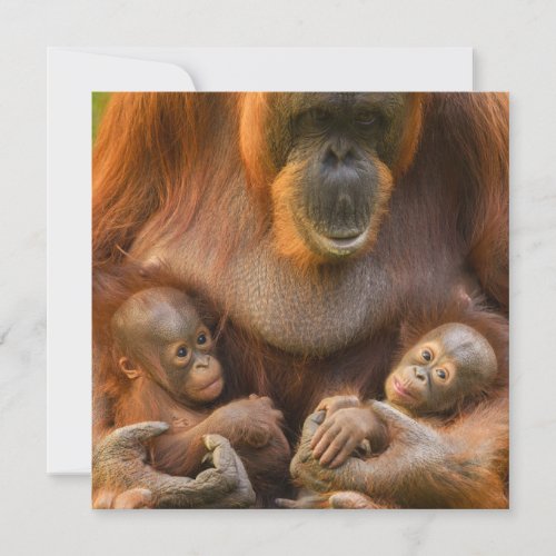 Orangutan Mother Holding Two Babies