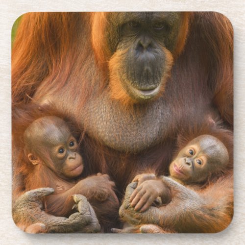 Orangutan Mother Holding Two Babies Beverage Coaster