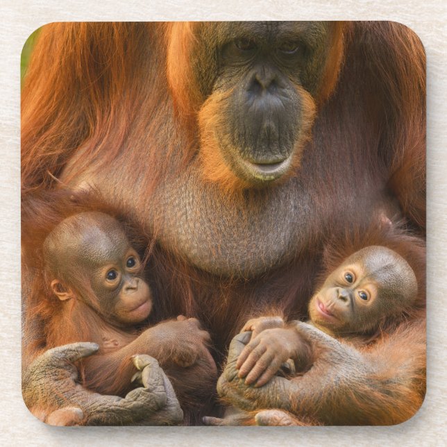 Orangutan Mother Holding Two Babies Beverage Coaster (Front)