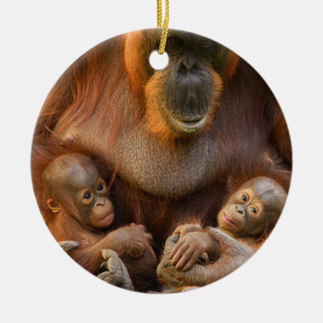 Orangutan Mother Holding Two Babies Ceramic Ornament (Front)