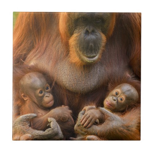 Orangutan Mother Holding Two Babies Ceramic Tile