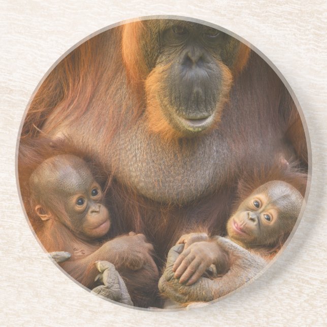 Orangutan Mother Holding Two Babies Coaster (Front)