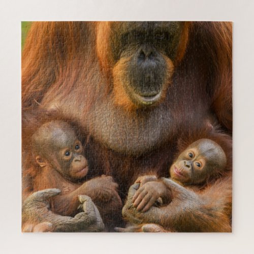 Orangutan Mother Holding Two Babies Jigsaw Puzzle