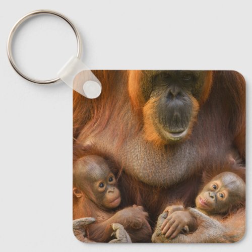 Orangutan Mother Holding Two Babies Keychain