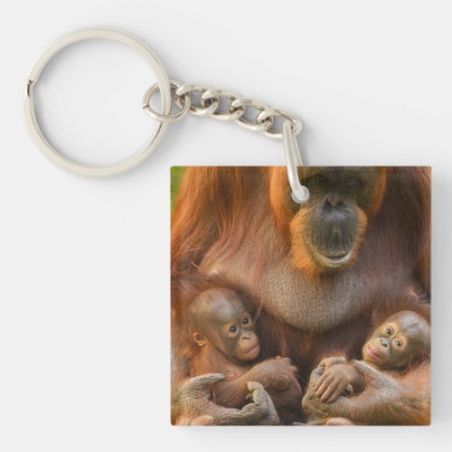 Orangutan Mother Holding Two Babies Keychain