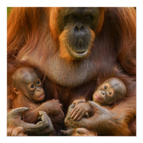 Orangutan Mother Holding Two Babies Poster