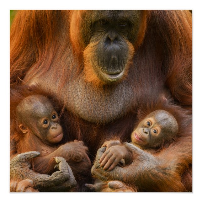 Orangutan Mother Holding Two Babies Poster (Front)