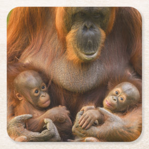 Orangutan Mother Holding Two Babies Square Paper Coaster