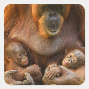 Orangutan Mother Holding Two Babies Square Sticker