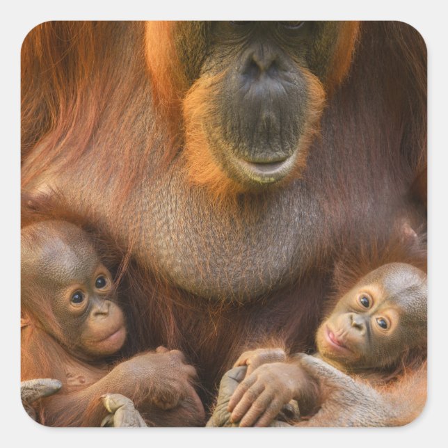 Orangutan Mother Holding Two Babies Square Sticker (Front)