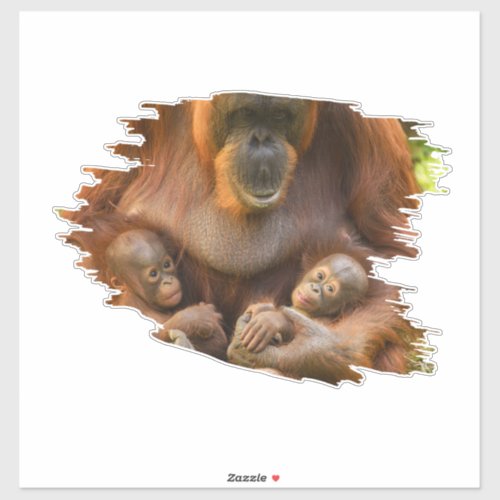 Orangutan Mother Holding Two Babies Sticker