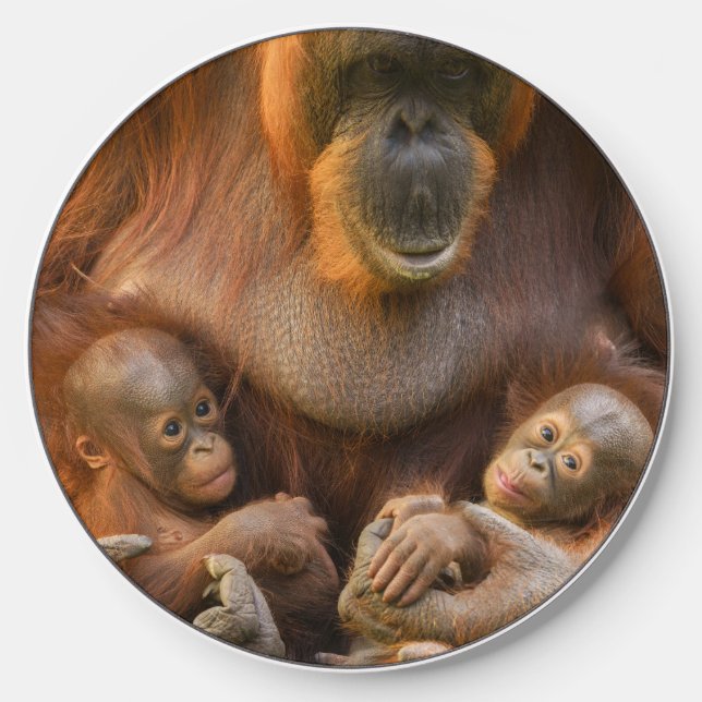 Orangutan Mother Holding Two Babies Wireless Charger (Front)
