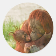 Orangutan Mother Tender Moments